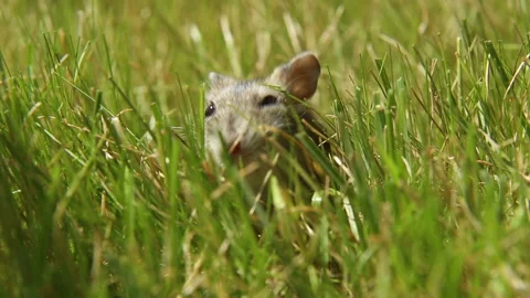 A hamster is sitting among the lawn grass. Hamster chewing raised his head. Stock Footage 201008349