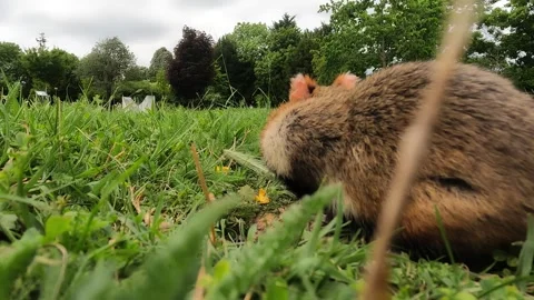 Hamster sprints to camera, sniffs lens and forages in grass before diving into Stock Footage 331622781