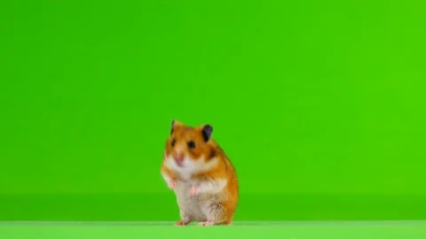 Hamster is standing on a green background Stock-Footage 98415726