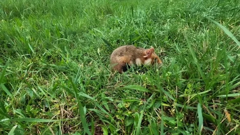 Hamster stands upright then walks toward camera in grass, curious pet rodent Stock Footage 331622453