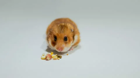 Hamster stuffing his cheeks with food 스톡 동영상 144342475