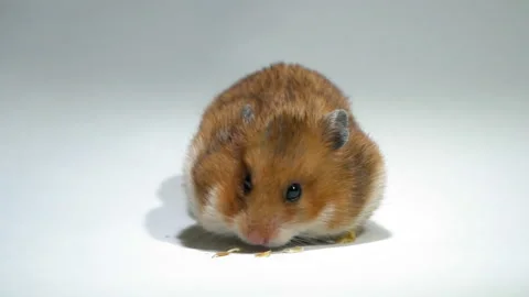 hamster stuffing his cheeks with food Stock Video Pond5