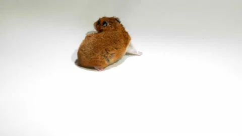 Hamster stuffing his cheeks with food Video stock 144342994