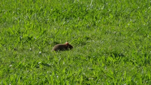 Hamster in sunlit grass, small pet rodent resting outdoors in golden hour light Video stock 331081993