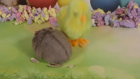 Hamster surprised by easter chicken toy Stock Footage 87656000