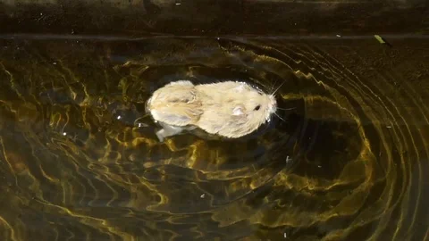 Hamster swims in the bath. Stock Footage 114310176