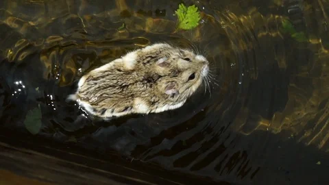 Hamster swims in the bath. 動画素材 121209882
