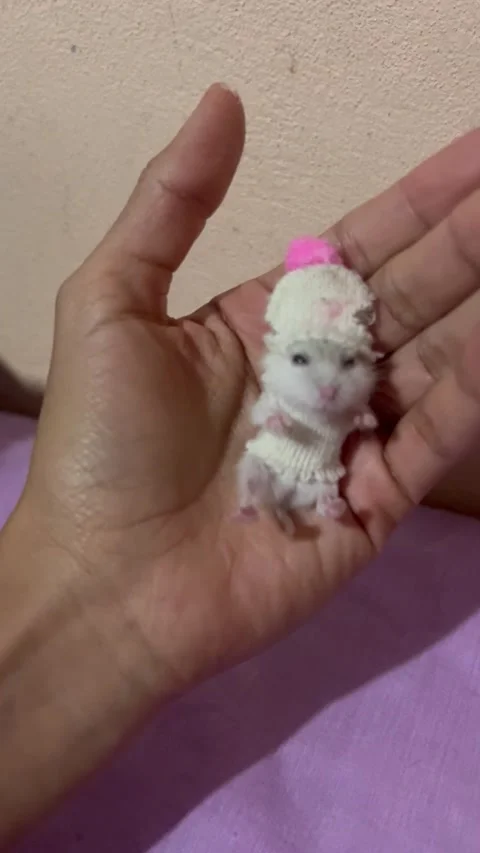 Hamster In Tiny Hat And Sweater, San Miguel de Allende, Guanajuato, Mexico - 26  Stock Footage 316338323