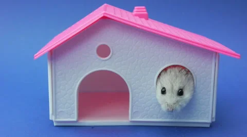Hamster in the toy house Stock Footage 46080978