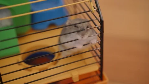 Hamster trapped in a cage biting the bars desperate to get out Stock Footage 128207758