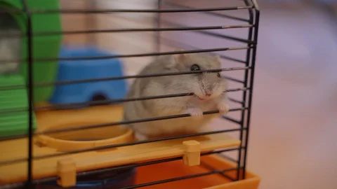 Hamster trapped in a cage biting the bars desperate to get out Video stock 128207933