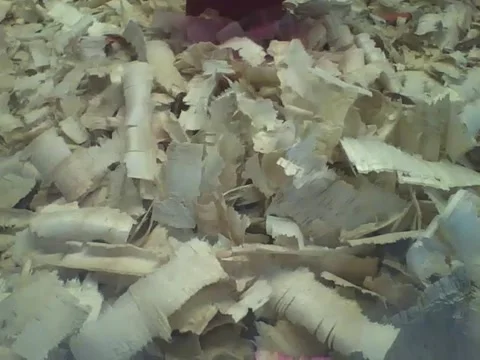 Hamster tries to hide under the wood chips, but was seen in the end Stock Footage 161208545