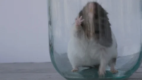 Hamster is Trying to Escape from Jar, Hamster Wants to be Free Stock Footage 127567264