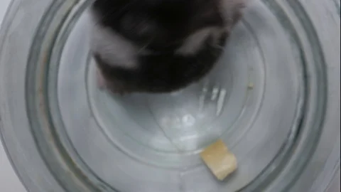 Hamster is trying to get out of the Jar, Hamster wants to Escape Stock Footage 127437180