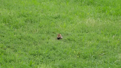 Hamster turning head side to side like watching tennis, then faces camera Stock Footage 328616427