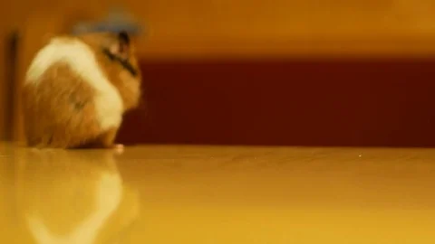 Hamster turns free on a wooden table Video stock 85259409