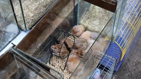 Hamster twists the wheel Stock-Footage 73151359