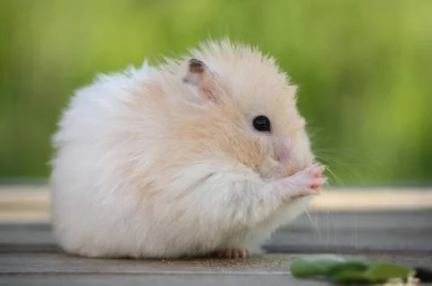 Hamster for a walk Stock Photos