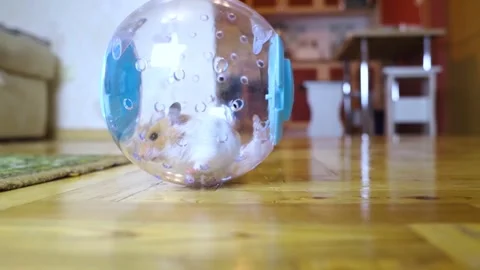 Hamster walking ball. A transparent ball in which the rodent can run around the  Stock Footage 293291982