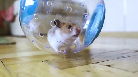 Hamster walking ball. A transparent ball in which the rodent can run around the  Stock Footage 293291996