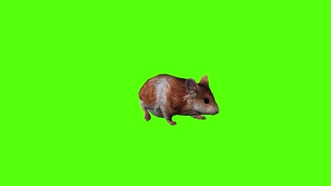 Hamster Walking Green Screen Animation 4K Rendering Stock Footage 281392676