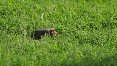 Hamster walking through long grass, stops to scratch ear and underarm before Stock-Footage 331082002