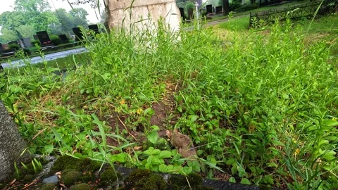 Hamster walking through tall grass in cemetery with tilted camera and stone Stockbeeldmateriaal 331612989