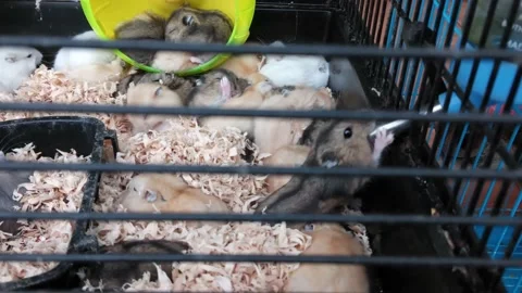 The hamster was either asleep or drinking water Stock Footage 153250401
