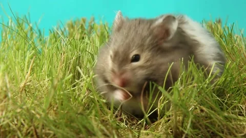 The hamster washes and eats on the green grass. A rodent is gnawing a nut. Stock Footage 238920096