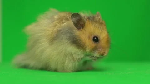 Hamster washing himself on a green screen, slow motion Stock Footage 131836638