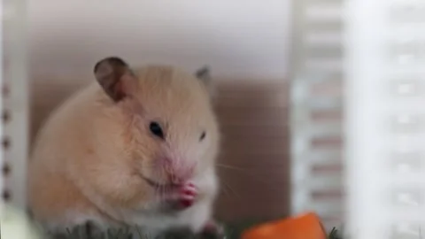 Hamster washing muzzle. Cute hamster licking his face. Stock Footage 248534235