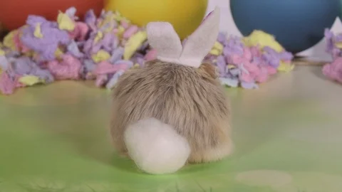 Hamster wearing easter cotton bunny tail Stock Footage 87656043