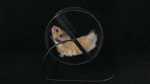 Hamster in a wheel Vidéo 108495997
