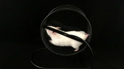 Hamster in a wheel Stock Footage 108496051