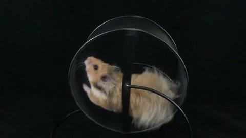 Hamster in a wheel Stock Footage