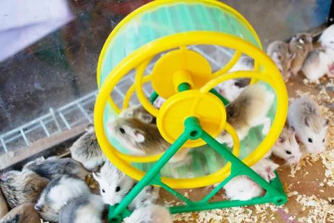 Hamster on the wheel Stock Photos