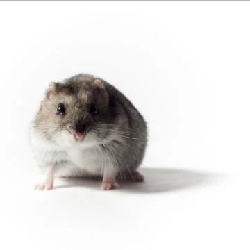 Hamster on White Background Stock Photos