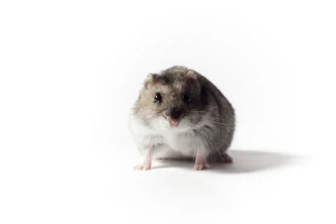 Hamster on White Background Stock Photos