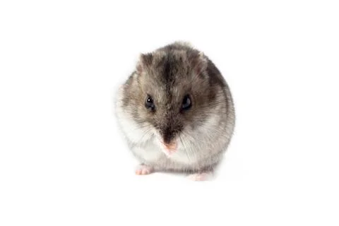 Hamster on White Background Stock Photos