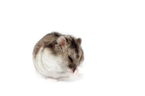 Hamster on White Background Stock Photos