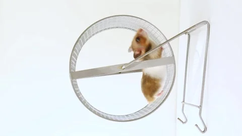 The hamster is white, brown running on the wheel. A rodent runs away on a wheel Video stock 213490970