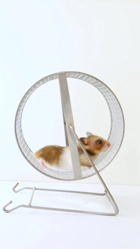The hamster is white, brown running on the wheel. A rodent runs away on a wheel Stock Footage 239989286