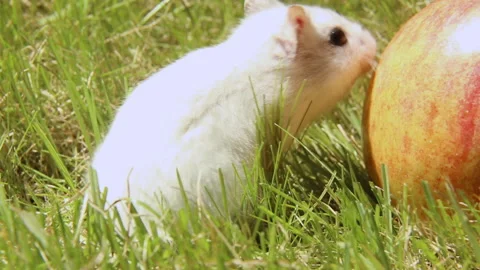 The hamster is white on the green grass. The hamster approaches the apple. Stock Footage 201009135