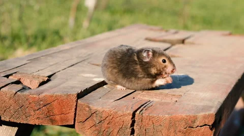 Hamster on a wooden bench in the yard Vidéo 63090859