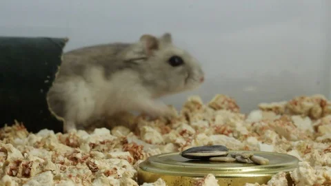 Hamster_2649 스톡 동영상 88916275