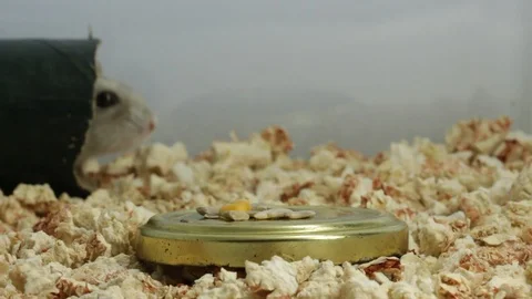 Hamster_2658 스톡 동영상 88916340