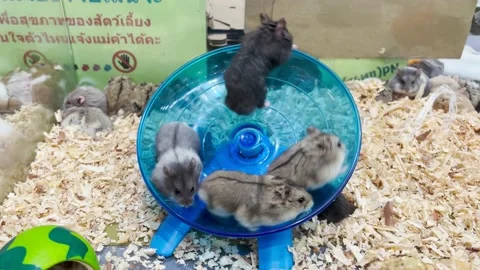Hamsters are circling Stock Footage 168370650