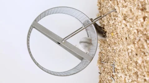Hamsters crawl on the wheel. Small, fluffy mice walk on the wheel. Stock Footage 246709276