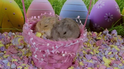 Hamsters in easter basket Stock Footage 87656042
