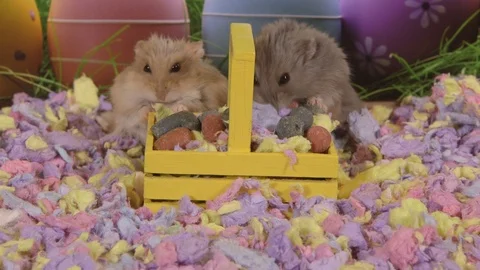 Hamsters with easter egg treats in basket hunt Stock Footage 87656123